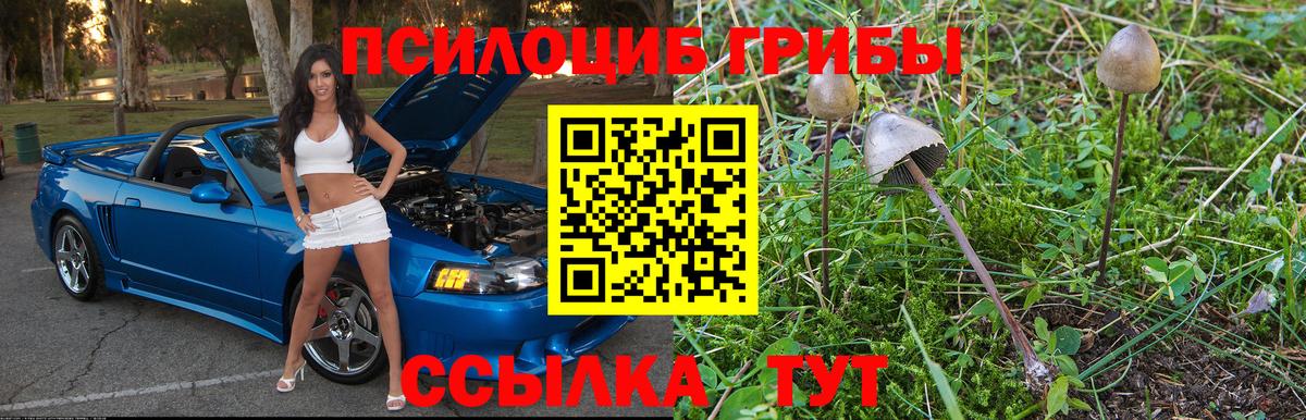 Псилоцибиновые грибы Psilocybine cubensis Белово